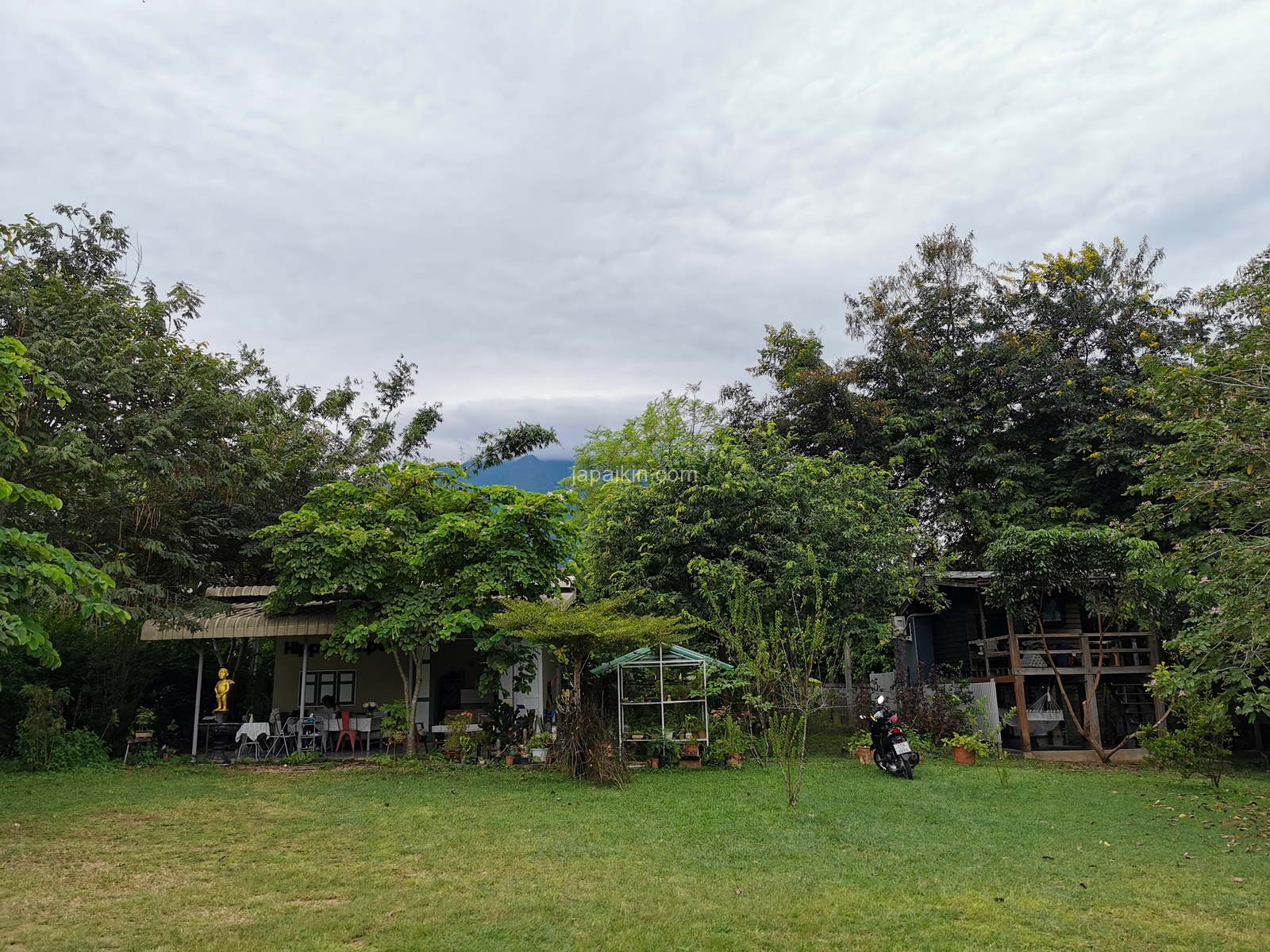 Hippocampus เชียงดาว